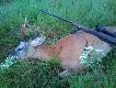 09/06/2012 rano �w.Hubert podarzy� selektem, wid�ak, 7-8 lat, 24 kg na skupie 