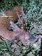 �ubinowy rogacz 5,6 rok