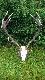 K� CIS Gliwice 185,2 pkt waga oko�o 8 kg. BR�Z