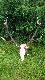 K� CIS Gliwice 176,38. Waga oko�o 7 kg. BR�Z