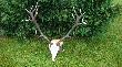K� CIS Gliwice 188,8 pkt. Waga oko�o 7 kg. BR�Z
