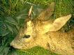...wyszed� z mgie�ki �ladem dw�ch k�z o 21-szej.