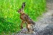 skoczy�, czy nie skoczy� ? o to jest pytanie.... :-)