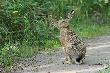 Popatrzy� chwil� podbieg� z zaciekawieniem po czym wskoczy� w zaro�la