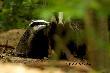 Jest tam spora rodzinka, w tych pa�acach. Wychodz� o 19 godzinie, i biegaj� po lesie do wschodu s�o�ca. 