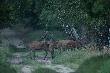 a sz�y, sz�y, sz�y, byki, �anie, ciel�ta...naprawd� ''sporo''.
Jak w bajce ! ;-))))