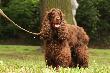 Rafi. Spanielowa czekolada: cud - m�d -  orzeszki.Jak nie pracuje, to szczeka. I dobrze, ma prawo!