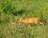 st�jka u kozy :D
ciekawe co wystawia :)