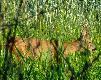 a ten przyszed� i go pogoni� :)