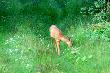 Taki pojedynczy parostek...jeszcze do tego na �rodku. 