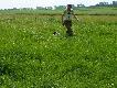 IBIS z Czarciego Uroczyska (Archie Keiviento x Fenka Kajminia) - 3,5 m-ca, trening aportu :)