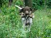IWO z Czarciego Uroczyska (Archie Keiviento x Fenka Kajminia) - 3,5 m-ca