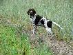 IWO z Czarciego Uroczyska (Archie Keiviento x Fenka Kajminia) - 3,5 m-ca