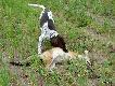 IWO z Czarciego Uroczyska (Archie Keiviento x Fenka Kajminia) - 3,5 m-ca - zapraszam na nasz www.wyzlydogi.pl do obejrzenia dwoch filmikow z pierwszym kontaktem Iwo z lisem