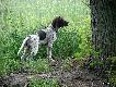 IWO z Czarciego Uroczyska (Archie Keiviento x Fenka Kajminia) - 3,5 m-ca