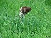 IWO z Czarciego Uroczyska (Archie Keiviento x Fenka Kajminia) - 3,5 m-ca
