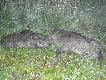 pierwszy dublet w sezonie 
