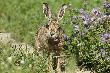 12-06-2012. Szed� �cie�k� jak posokowiec z nosem przy ziemi. Co� sprawdza�. By� wkurzony, �e ja sta�em na �cie�ce tropowej. Pewnie trzeba by�o si� cofn�� ale nie wpad�em na to i on omina� mnie polem. Ale straci� �cie�k� zapachow�. Poradzi� sobie p�niej.