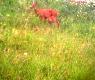 Przepraszam za jako�� zdj�cia ale s�aby aparat w tel . Czy kto� spotka� sie kiedy� z takim przypadkiem, koza mia�a brzuch mocno obwis�y mozna to by�o por�wna� do wymiona krowiego gabarytowo mia�o to wielko� pi�ki lekarskiej. Pierwszy raz sie z takim zjawiskiem spotka�em 