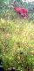 Przepraszam za jako�� zdj�cia ale s�aby aparat w tel . Czy kto� spotka� sie kiedy� z takim przypadkiem, koza mia�a brzuch mocno obwis�y mozna to by�o por�wna� do wymiona krowiego gabarytowo mia�o to wielko� pi�ki lekarskiej. Pierwszy raz sie z takim zjawiskiem spotka�em 