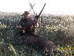  --  14  -- przelatek m�ski ( 50 kg),pozyskany podczas porannej zasiadki...Wybieg�  z m�odnika w uprawe owsa,po ok 200 metrach stan�� ,i tak zosta�..Kal.8*57 js,amo.Hornady...Pozdrawiam..DB...RAJMUND...