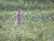 Szarak�w u nas coraz wi�cej;-)