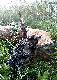 M�j my�kusik na zestrzale. To by� pi�kny, lekko mglisty poranek. Rogacz �erowa� na miedzy przy niewielkim pasie �yta. Po chwili wszed� w �yto i tyle go widzia�em. Moja determinacja by�a jednak wielka. Za�o�y�em, �e wyjdzie z drugiej strony i tam te� si� ustawi�em. To by� dobry wyb�r. Po chwili pozosta�o mi tylko podzi�kowa� �w. Hubertowi.