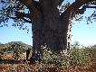 Takie male�stwo - BAOBAB w RPA
