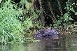 23-06-2012. Ma�a kr�ta rzecz�ka z 1-2m szeroko�ci W�niczka k/Osjakowa. Us�ysza�em szum wody. Tama. A potem bobry. 