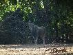 14 letni Eland - RPA... sk�d wiem, �e 14 letni... nastepne zdj�cie