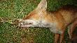 Trawo�erny? hmmmm a ja ca�e �ycie my�la�em �e lisy s� mi�so�erne no ale c� ca�e �ycie si� cz�owiek uczy haha.