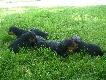 Rosn� jak na dro�d�ach