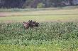 Wlaz�y na wa�. My�la�em, �e p�jd� dalej, ale rozejrza�y sie i wpad�y w k�pe trzcin. 30-06-2012