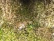 Przyszed� pod ambone w wysokich trawach i tak ju� zosta�.   (5)