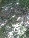 Mo�e nie za du�y ale cieszy ;D Znaleziony na grzybach 9.07.12