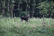 Ten sam �o� spotkany godzin� p�niej - okolice Ostrowa Wlkp.