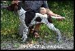 IWO z Czarciego Uroczyska "Kaliber" (ARCHIE Keiviento x FENKA Kajminia) - 4 miesiace