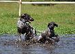 IWO z Czarciego Uroczyska "Kaliber" (ARCHIE Keiviento x FENKA Kajminia) - 4 miesiace z BESSY Keiviento