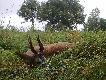 Mykus
Dnia 7.07.2012 pozyskaem ciekawego mykusa o masie 440 gr, wiek 6 lat. 
Darz Br
