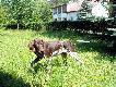 IZMIR z Czarciego Uroczyska (Archie Keiviento x Fenka Kajminia) - 4 miesiace