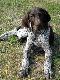 IZMIR z Czarciego Uroczyska (Archie Keiviento x Fenka Kajminia) - 4 miesiace