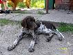 IZMIR z Czarciego Uroczyska (Archie Keiviento x Fenka Kajminia) - 4 miesiace