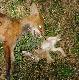  Na lisy powinno si� polowa� przez   ca�y rok bez  limit�w  i plan�w  , dlaczego to chyba jasne , wczoraj jednego upolowa�em 