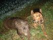 05.06.2012r Na tym uj�ciu z Hardym, kt�ry zawzi�cie broni� zdobyczy