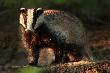Mama borsuk, te� pozowa�a cudnie.