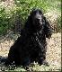 Mj psiak
Mj cocer spaniel angielski