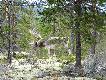 Foto 4/14.
Stary byk, nied�ugo b�dzie si� wyciera�.