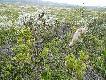 Foto 5/6. 
Zawieszone w krzaku wierzby kar�owatej: zrzut renifera i p�metrowy k�ak we�ny liniej�cego pi�mowo�a.
