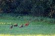 24-07-2012. By�y bli�niaki i nie jedyne bo widzia�em dwie mamu�ki z bli�niakami na raz. Ale natura mo�e wi�cej.