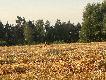Pi�kny by� poranek, szkoda tylko, �e nie wzi��em aparatu, ale podesz�y tak blisko, �e z telefonu te� co� wysz�o :-) 
Je�li kto� chce mo�e pokusi� si� o ocen� wieku na podstawie sylwetki.  Wieczorem mia�em z nim wi�ksze zbli�enie, ale o tym p�niej.